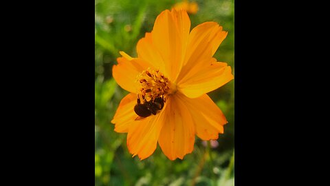 5th new Bee Hive at Skunk Hollow Rose Gardens in 2 Months.