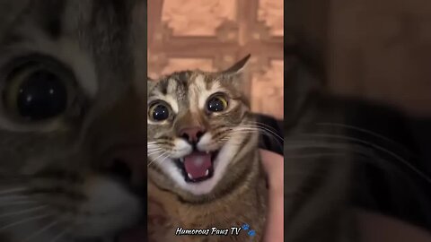 Funny Pets😹😹