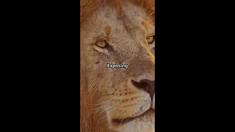 Roaring facts about Lions