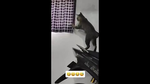 funny cat