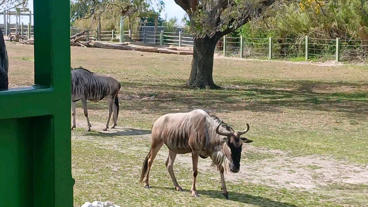 Wildebeest