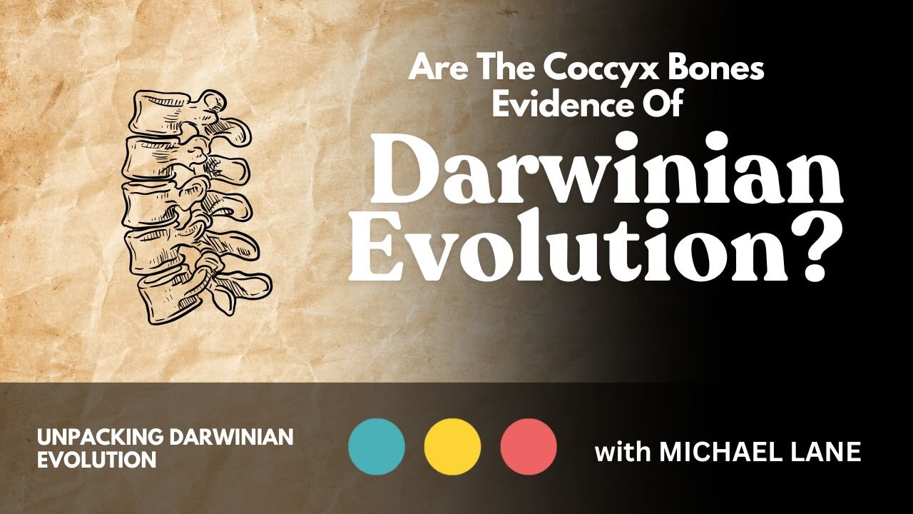 Are The Coccyx Bones Evidence Of Darwinian Evolution?