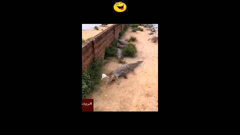 crocodile and pigeon