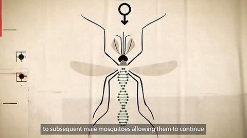 "Unleashing Bill Gates' Genetically Modified Oxitec Mosquitoes in Queensland, Australia"