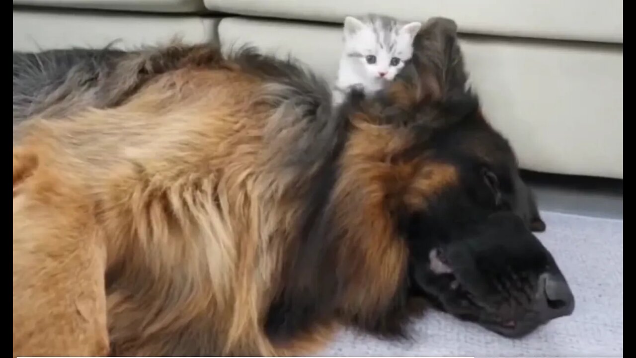 Kitten is doing it’s best to massage a dog