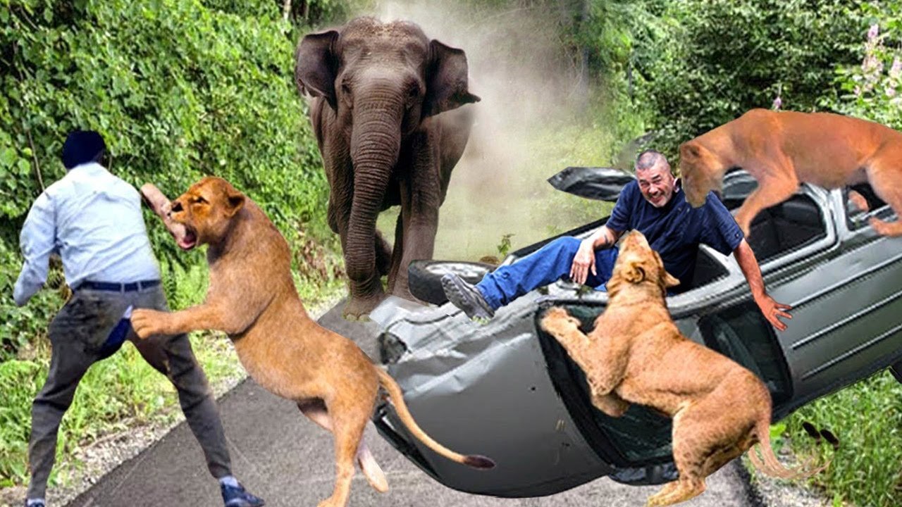Animals trouble people and attacked 🐘🐘