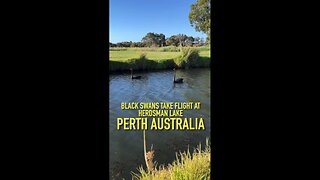 Exploring Perth Australia: Black Swans Take Flight at Herdsman Lake