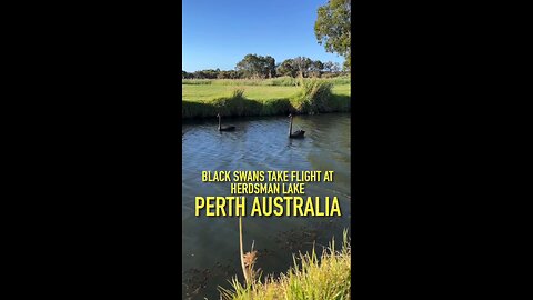 Exploring Perth Australia: Black Swans Take Flight at Herdsman Lake