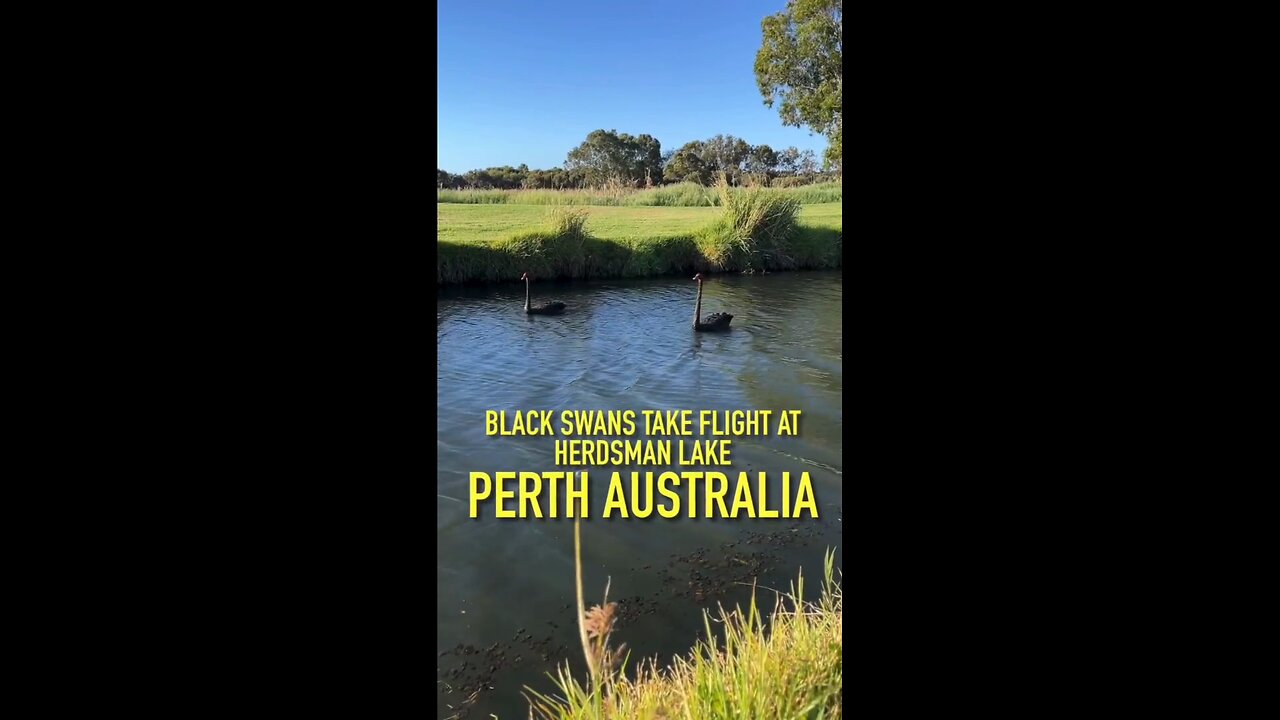 Exploring Perth Australia: Black Swans Take Flight at Herdsman Lake