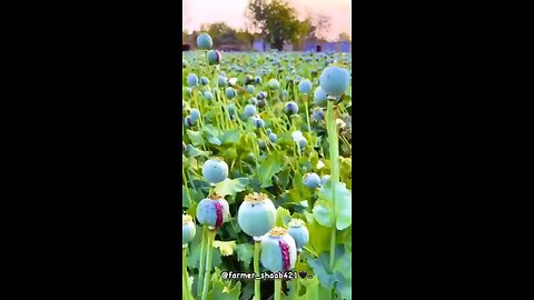 opium farm