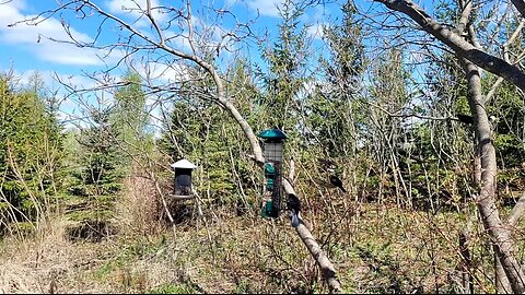 🔴 Live Bird Feeder - Bird Watching and Squirrels | Countryside Backyard