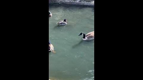 Mallard Ducks 🦆 & Canada Goose 🪿 #mallardducks #canadagoose #followme #shorts #viral #trending