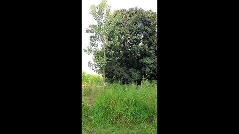 satisfying Video