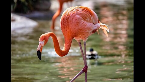 Flamingos