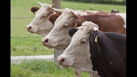 Biosecurity means tethered to the Cloud (Global Information Grid)
