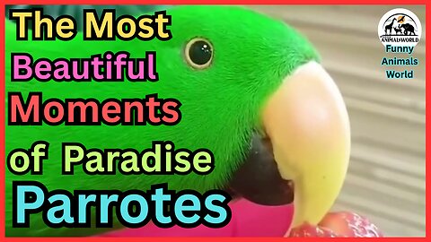 Funny Birds _ 2025 Series