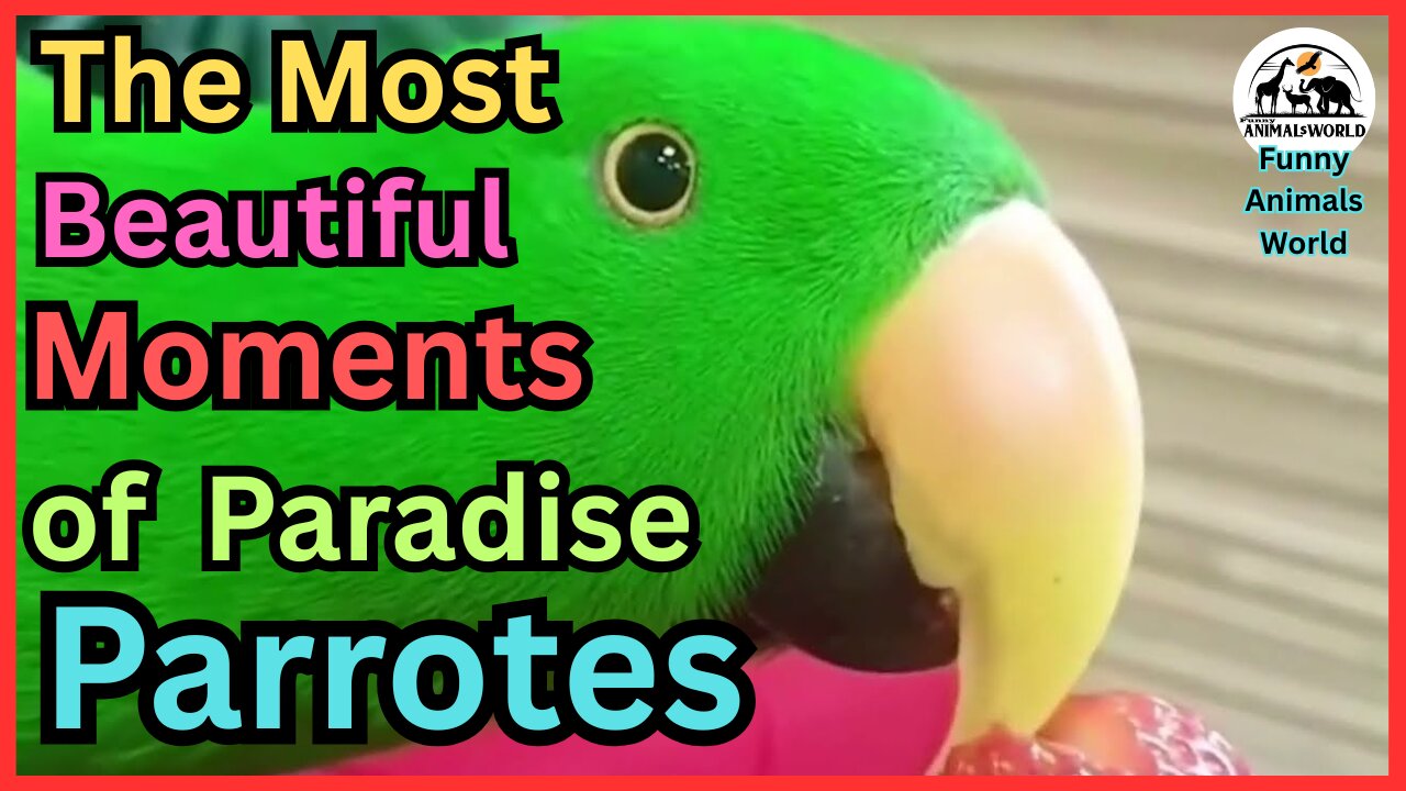 Funny Birds _ 2025 Series