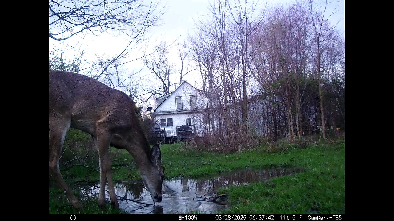 Deer Cam 03-28-2025