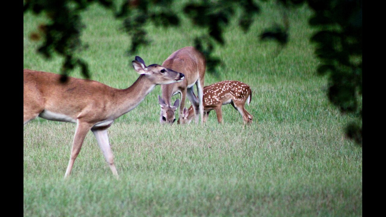 Texas Night Hog's & Deer Weekly, 8/30/25