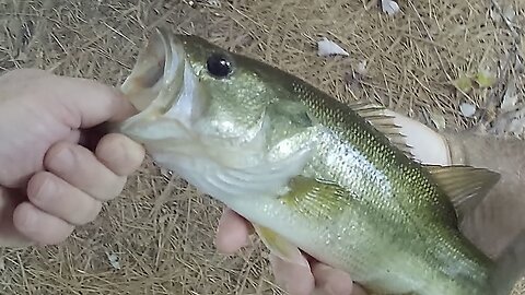 Honey Holes - close to bank can have bass sitting in them!