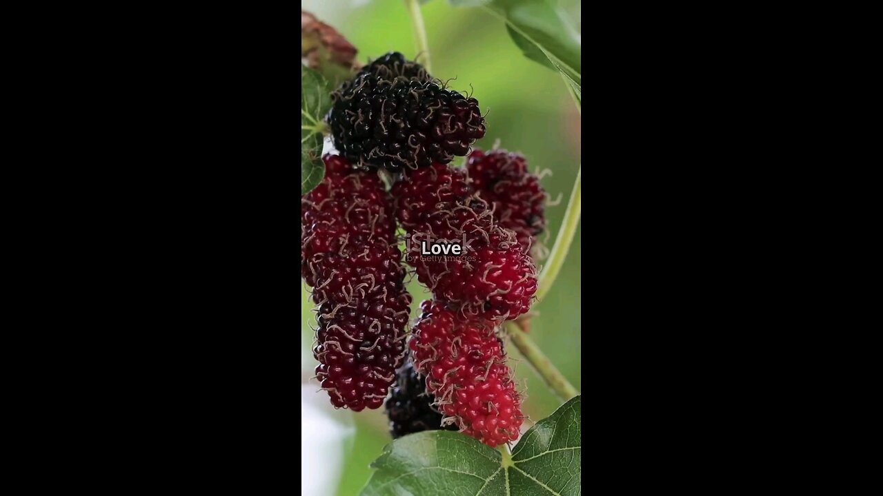 Grow #mulberry tree from a brach