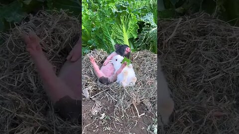 Bajie and Jade Rabbit Cute Things Project Rabbit Pastoral Little Cute Pet