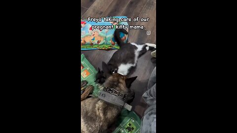 Freya and her kitty