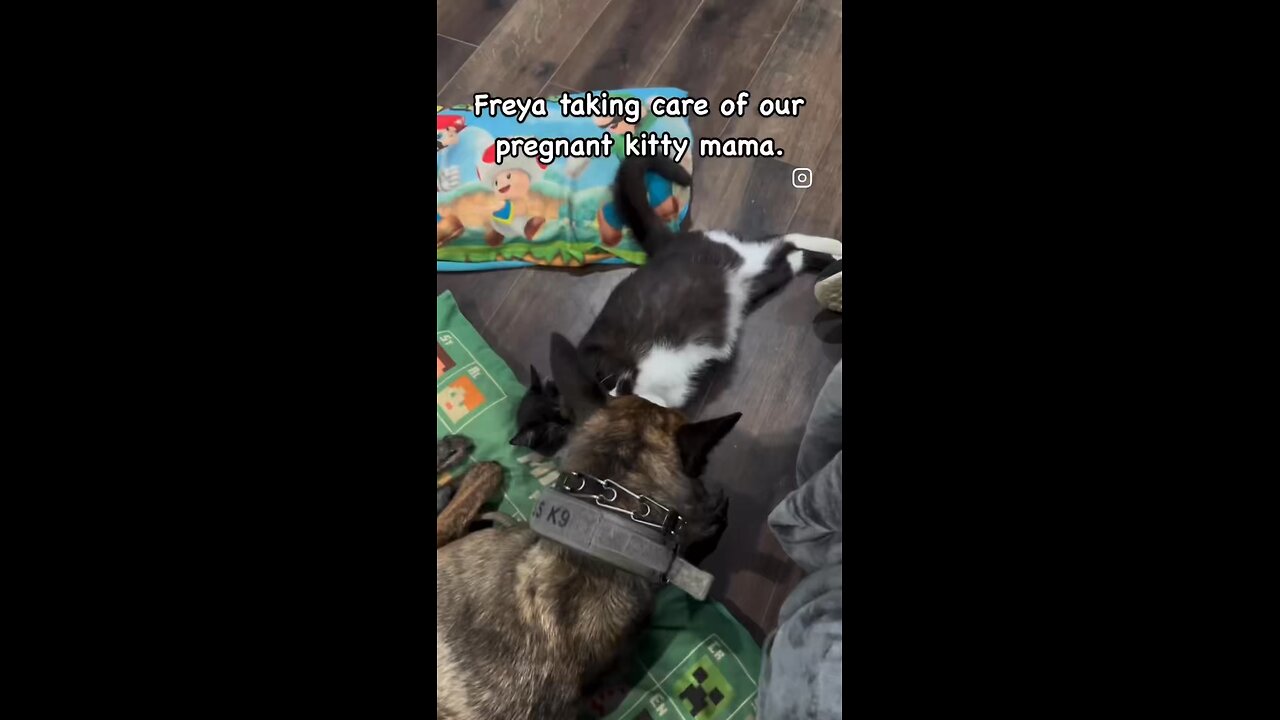 Freya and her kitty