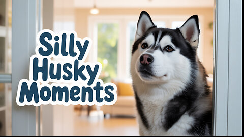 husky funny moments 🤣 pls like