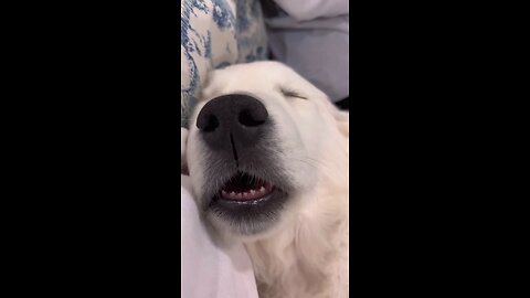 dog funny