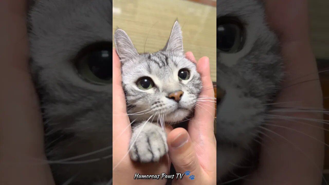 Amusing Pet Antics! πΎπ