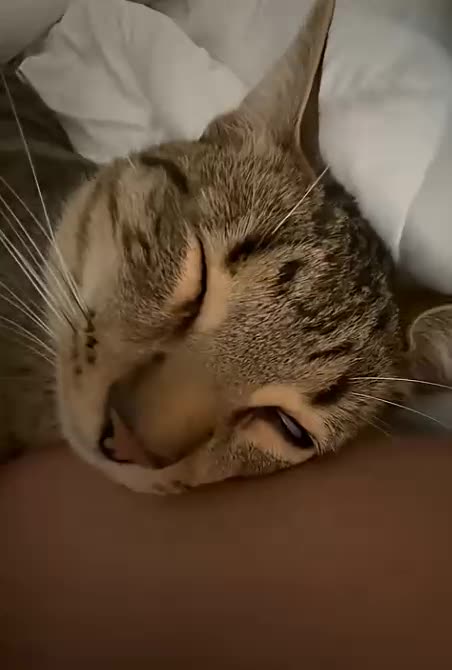 DIGITAL BOT = AI INCOME WHILE YOU SLEEP + DEBIT CARD - TOP TEAM ROB BUSER