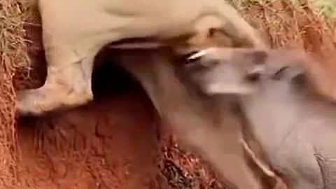 6 cr this is opened with 😂😂