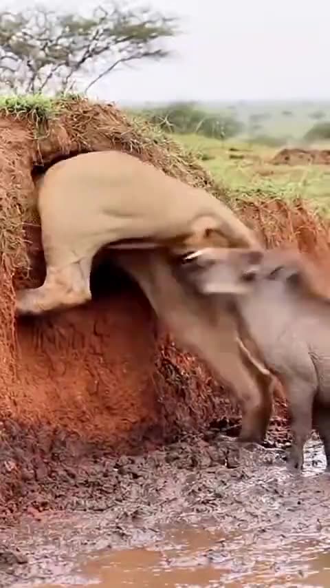 6 cr this is opened with 😂😂