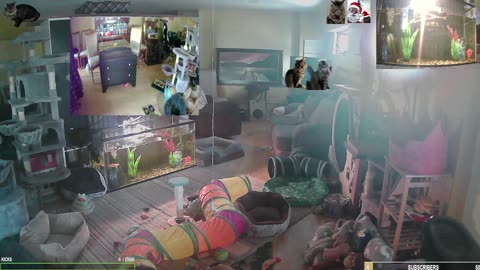 Tails of Thursday with The Cat Ranch Crew