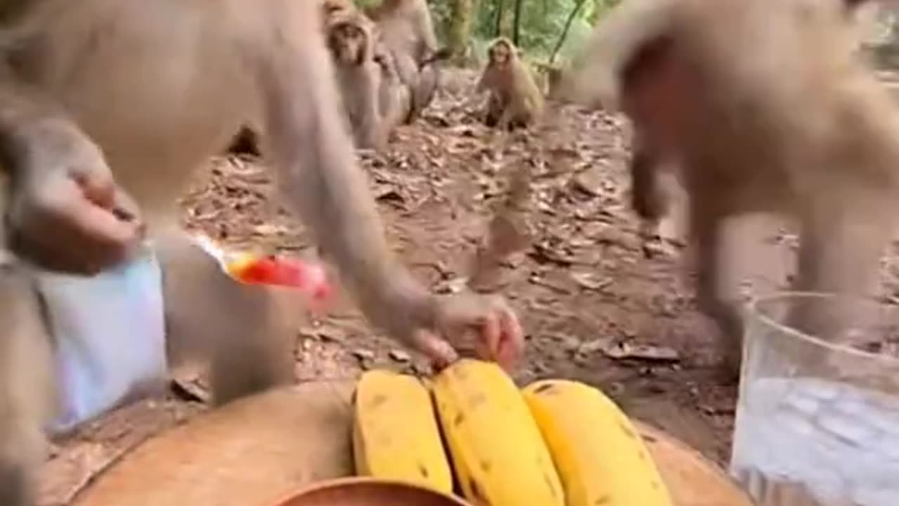 Monkey vibes all day!🤣🤣🤣😅