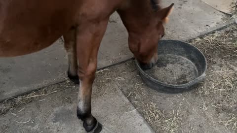 Horses Form Grooming Circle