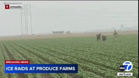 Jack - BREAKING： ICE is now arresting illegal immigrants working on farms in OXNARD CALIFORNIA