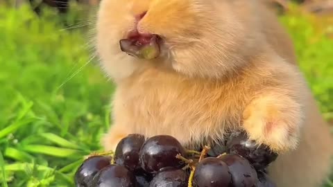 Lindo Conejito Comiendo uvas 🥰 🎵 (ASMR) #asmr #conejito #shorts
