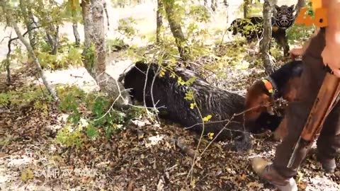 TOP 50 YABAN DOMUZU AVI UNUTULMAZ SAHNELER, AMAZING WILD BOAR HUNTS, CHASSE AU SANGLIER, HOG HUNTS