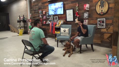 Consultation: Murphy | Client Referral, Over-Stimulated Lab Mix, Pressure Creates Calmness