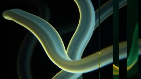 Reveal the Secrets of Cestum veneris