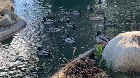 I’ve Recorded The Mallard Ducks 🦆 swimming Today on December 4 2025