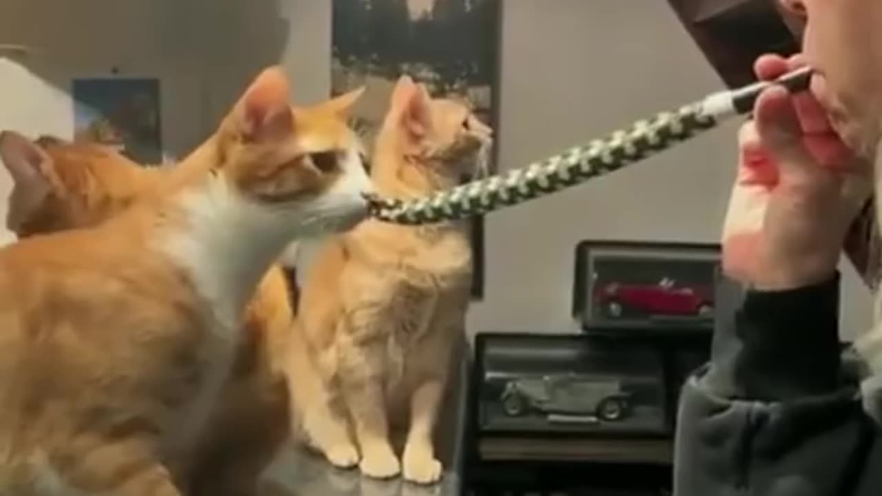 Funny Animals