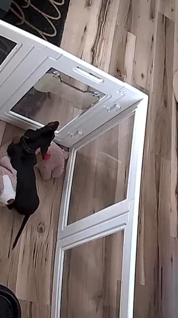 Puppy Locks Himself in Playpen