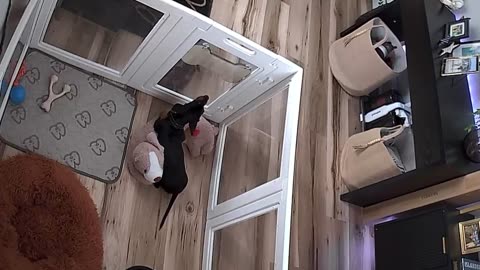 Puppy Locks Himself in Playpen