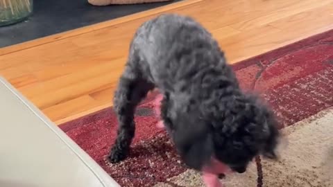 😂🐶 Meet My Brother's Girlfriend's Dog! | FunFM