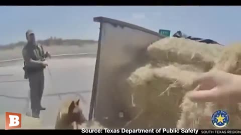 TWO Illegal aliens were found INSIDE OF A HAY STACK.....