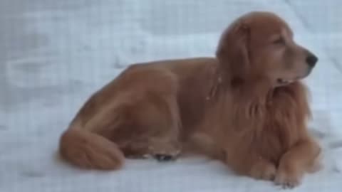 Dog Waits All Winter So Swim In Pool Again