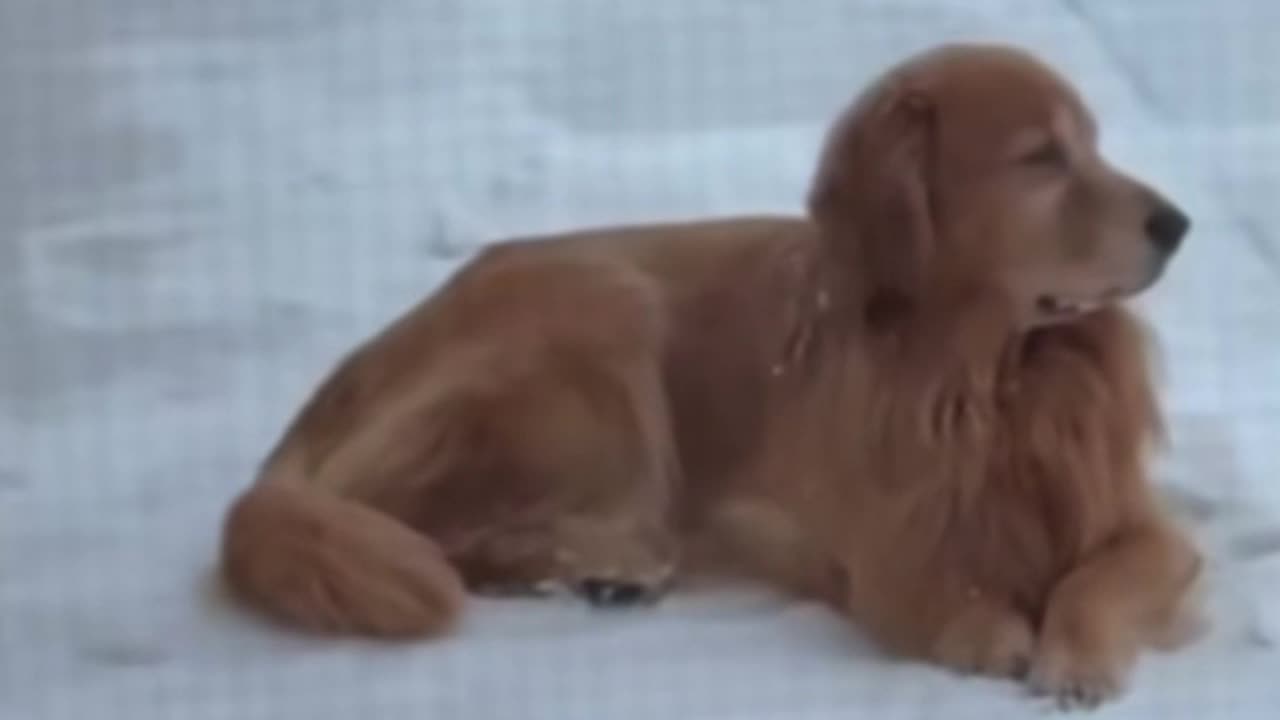 Dog Waits All Winter So Swim In Pool Again